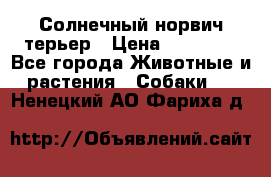 Солнечный норвич терьер › Цена ­ 35 000 - Все города Животные и растения » Собаки   . Ненецкий АО,Фариха д.